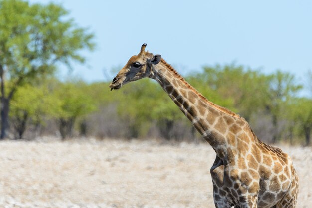 Girafa no poço de água na savana africana