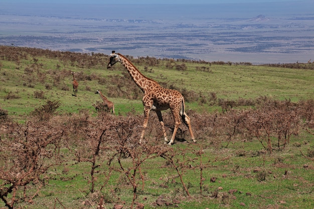 Girafa no safari no quênia e na tanzânia, áfrica