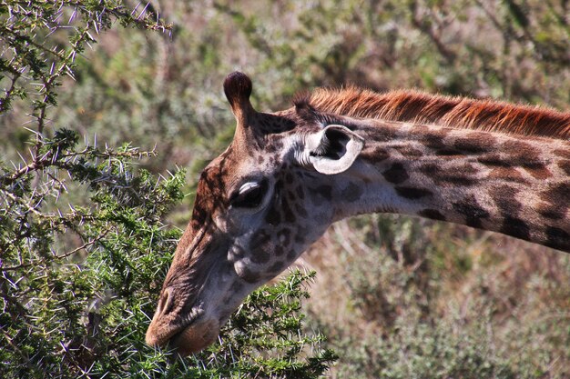 Girafa no safari no quênia e na tanzânia, áfrica