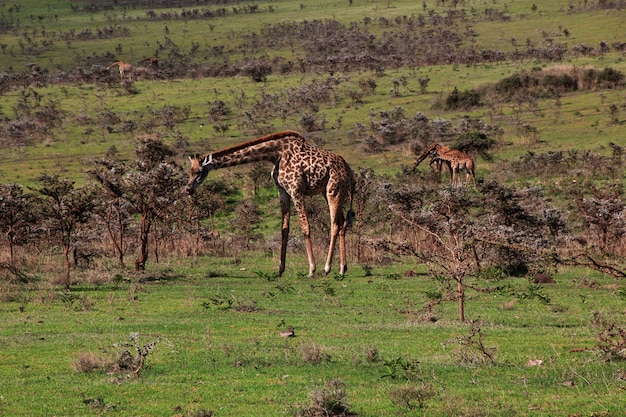 Girafa no safari no Quênia e na Tanzânia, África