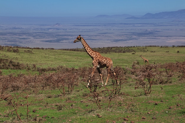 Girafa no safari no Quênia e na Tanzânia, África