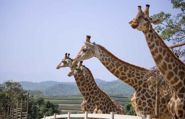 Girafa no zoológico nacional, Tailândia