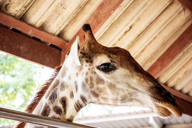 Girafa no zoológico sai fora.