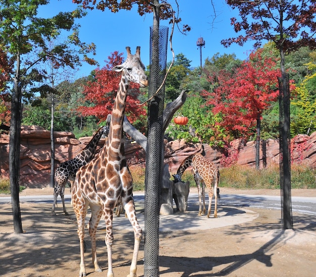 Foto girafa no zoológico