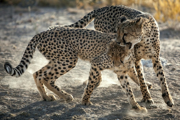 Girafa no zoológico