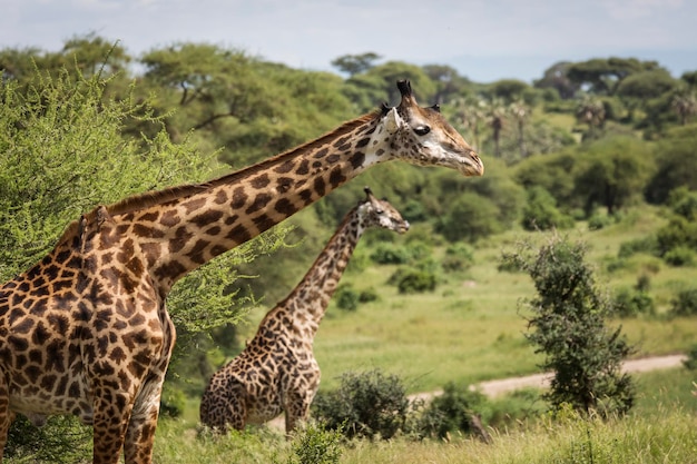Girafa num campo