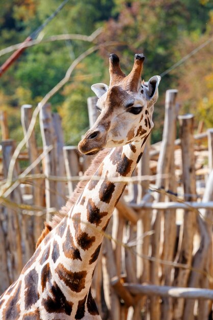 Foto girafa num zoológico