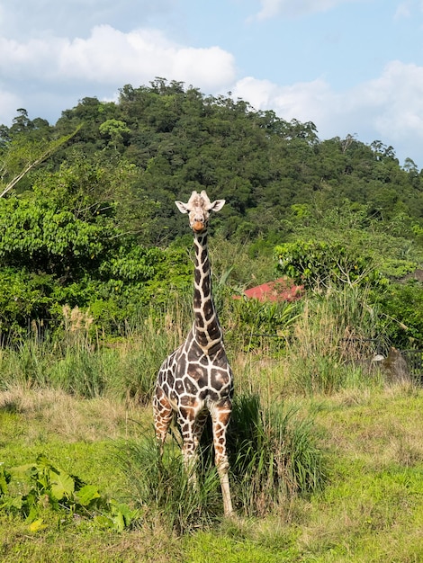 Girafa olhando para a câmera no zoológico