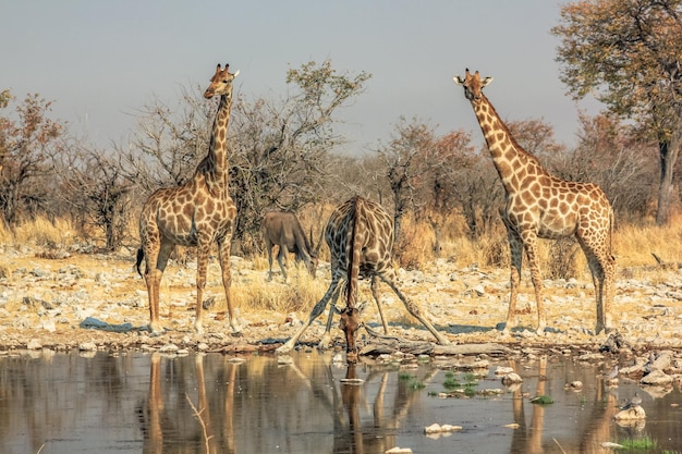 Girafa en la orilla del lago contra un cielo despejado