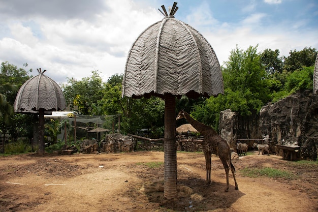 Girafa ou Girafa em pé e comendo em gaiola no parque público em Bangkok Tailândia para tailandeses e viajantes estrangeiros que visitam e viajam procurando