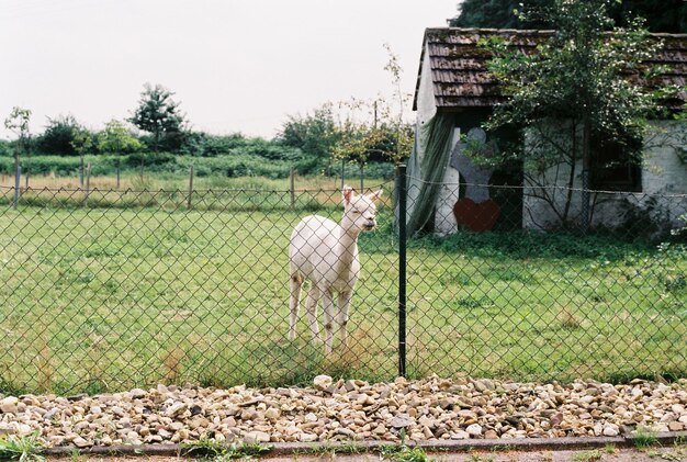 Foto girafa en el parque contra el cielo