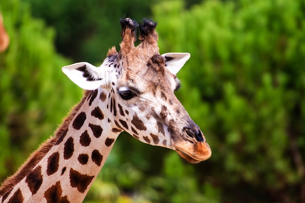 Girafa pastando nas árvores. retrato de girafas