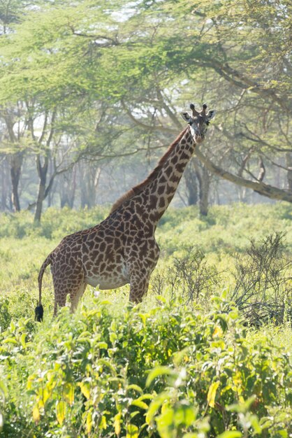 Foto girafa de pie contra los árboles en el bosque