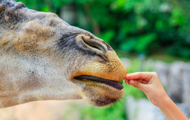 Girafa que alimenta os turistas no zoológico aberto