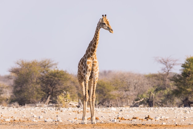 Girafa que anda no arbusto na bandeja do deserto.