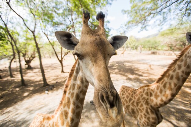 Girafa reticulada. maurícia.