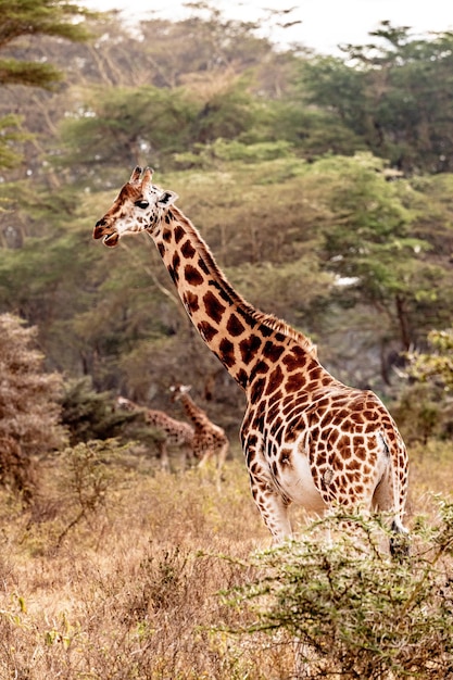Girafa Rothschild no Lago Nakuru
