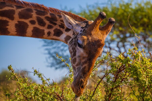 Foto girafa se alimentando de uma árvore na floresta