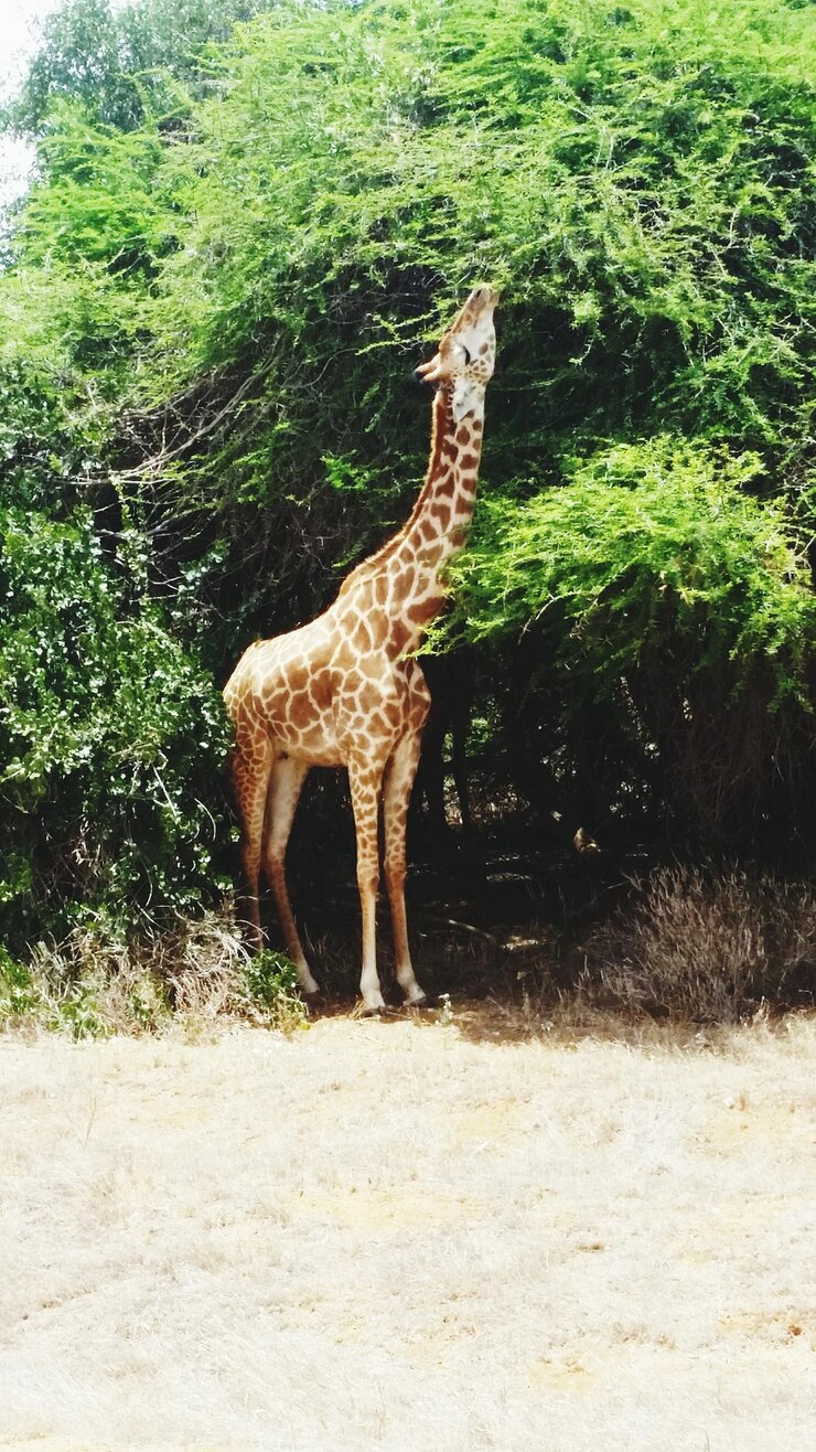 Foto girafa se alimentando de uma árvore