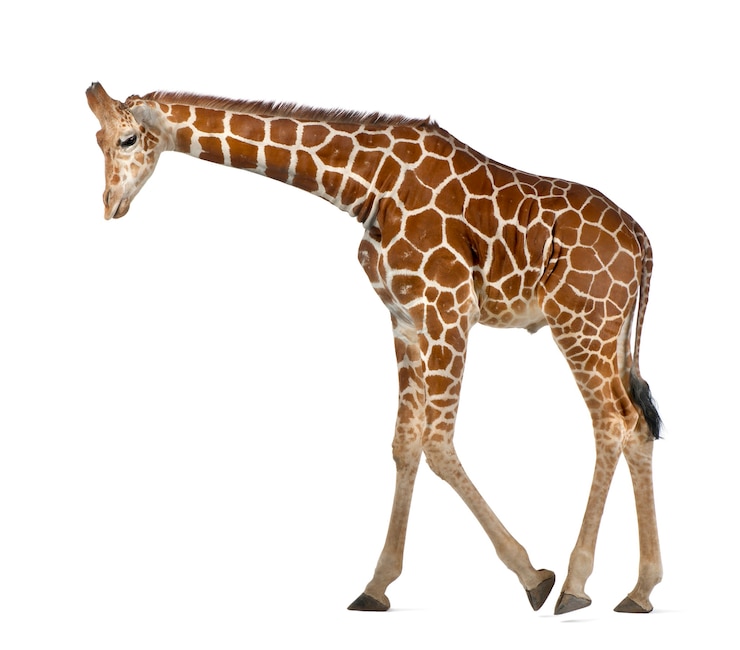 Foto girafa somali, comumente conhecida como girafa reticulada, giraffa camelopardalis reticulata, 2 anos e meio de idade caminhando contra o espaço em branco