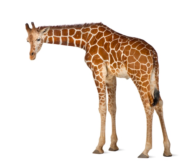 Girafa Somali comumente conhecida como Girafa Reticulada Giraffa camelopardalis reticulata 2 anos e meio de idade em pé contra um fundo branco