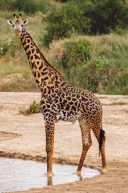 Foto girafas en el campo