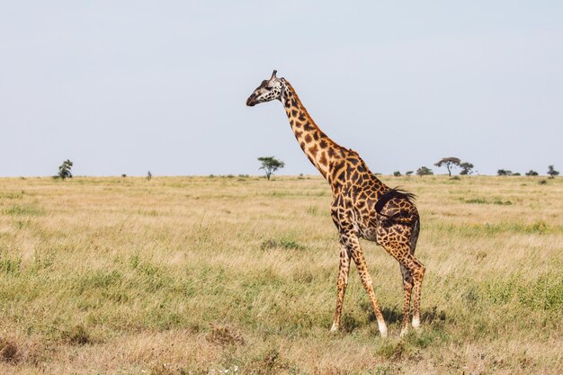 Foto girafas en el campo