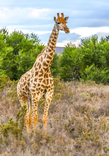 Foto girafas en el campo