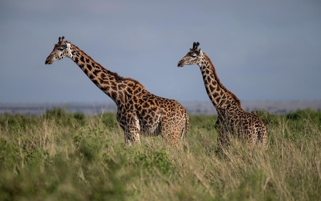 Girafas com vista para a montanha Kilimanjaro no Parque Nacional Amboseli, Quênia