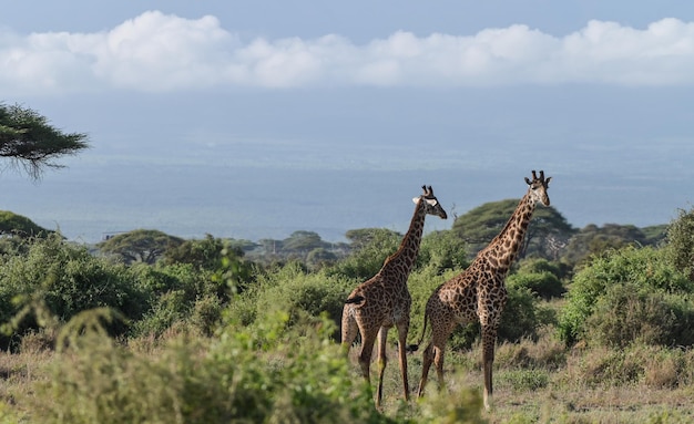 Girafas com vista para a montanha Kilimanjaro no Parque Nacional Amboseli, Quênia