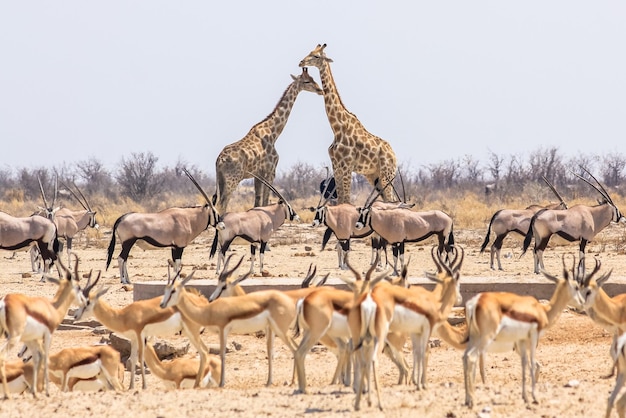 Girafas contra o céu limpo