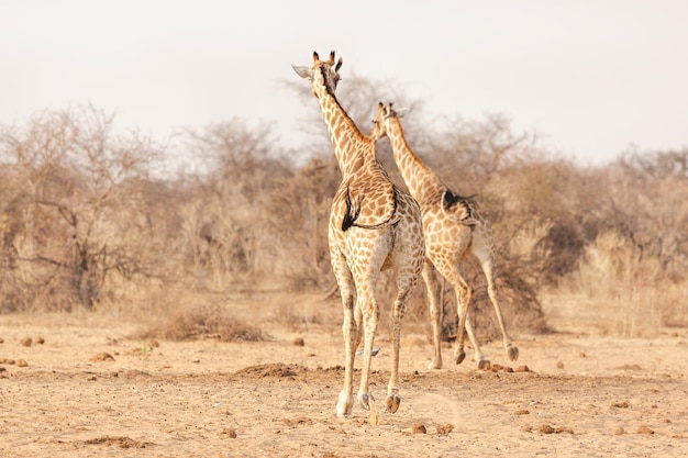 Girafas correm no Parque Nacional Etosha. Namíbia. Vista traseira