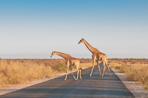 girafas cruzando a rua