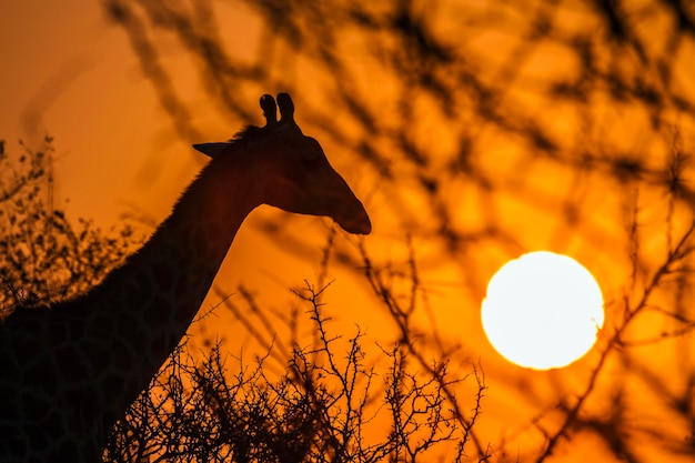 Foto girafas de pé contra o céu durante o pôr do sol