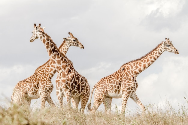 Girafas de pé em um campo gramado contra o céu