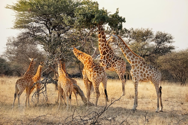 Girafas de pé junto a uma árvore contra o céu claro na floresta