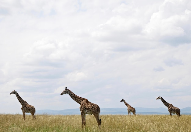 Foto girafas em masai mara