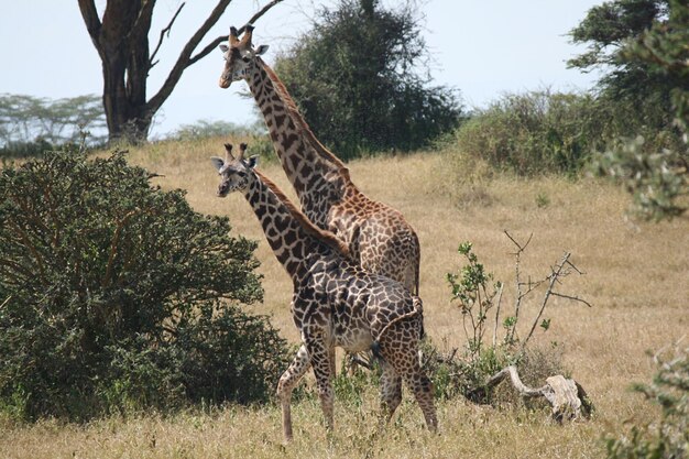 Girafas em um campo gramado junto a árvores no Parque Nacional Serengeti