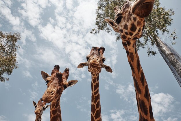 Foto girafas enormes tirando a língua para serem fotografadas