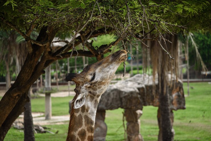 Foto girafas estão comendo alimentos que os humanos alimentam