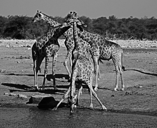 Foto girafas jugando en el suelo