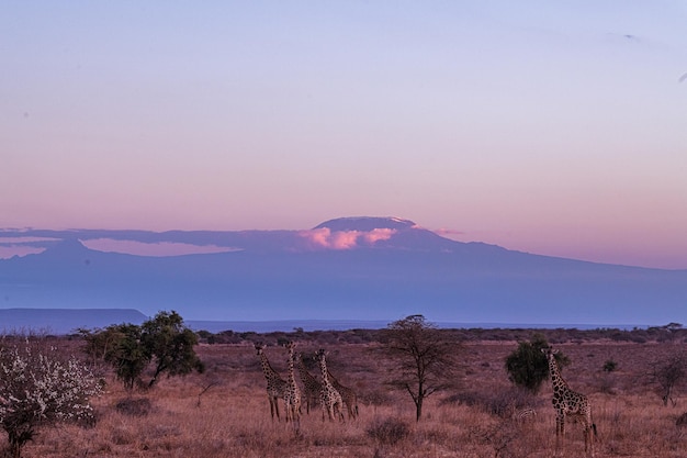 Girafas Monte Kilimanjaro Paisagens Vida Selvagem Animais Parque Nacional de Amboseli Condado de Kajiado Quênia
