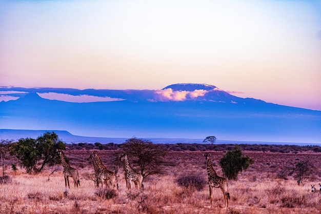 Girafas Monte Kilimanjaro Paisagens Vida Selvagem Animais Parque Nacional de Amboseli Condado de Kajiado Quênia