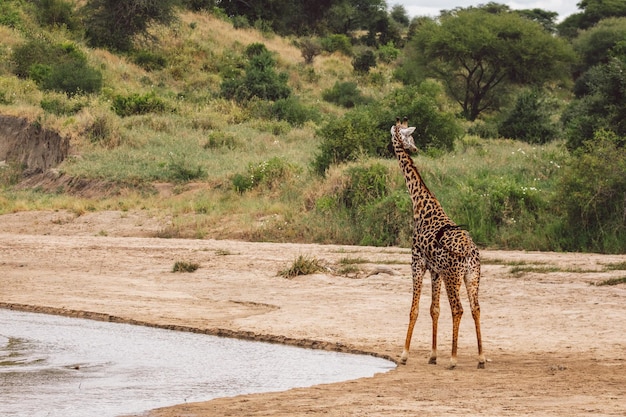 Foto girafas no campo