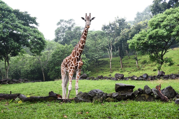 Girafas no parque de vida selvagem Lindos animais selvagens na floresta tropical