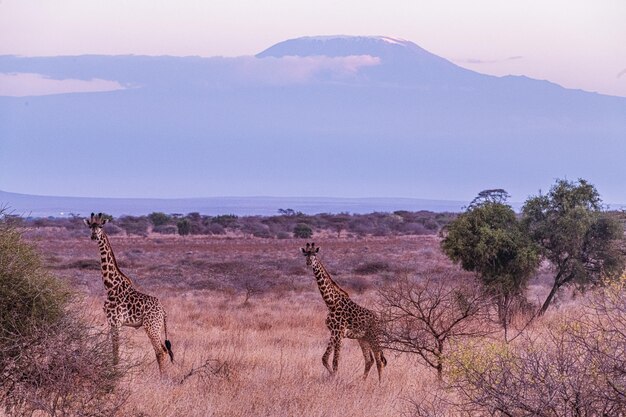 Girafas Rodovia Estrada Monte Kilimanjaro Plano de fundo Parque Nacional de Amboseli Quênia África Oriental Vida Selvagem