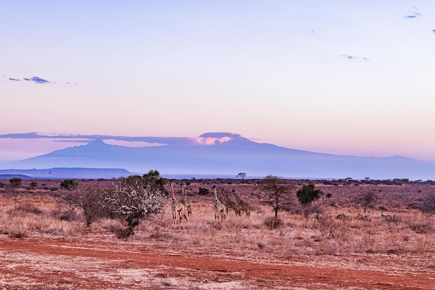 Girafas Rodovia Estrada Monte Kilimanjaro Plano de fundo Parque Nacional de Amboseli Quênia África Oriental Vida Selvagem