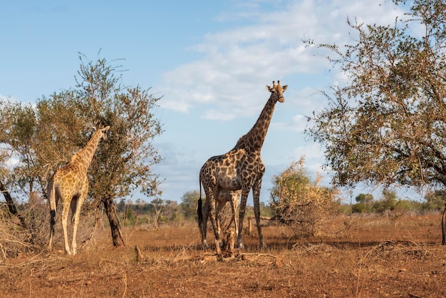 Girafas sul-africanas no Parque Nacional Kruger ao pôr do sol