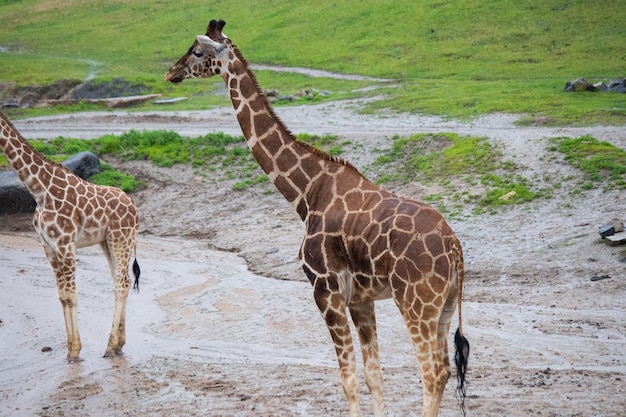 Girafas vivendo ao ar livre comendo vários africanos solteiros