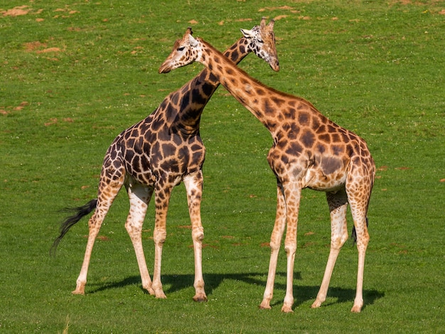 Girafas